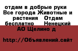 отдам в добрые руки - Все города Животные и растения » Отдам бесплатно   . Ненецкий АО,Щелино д.